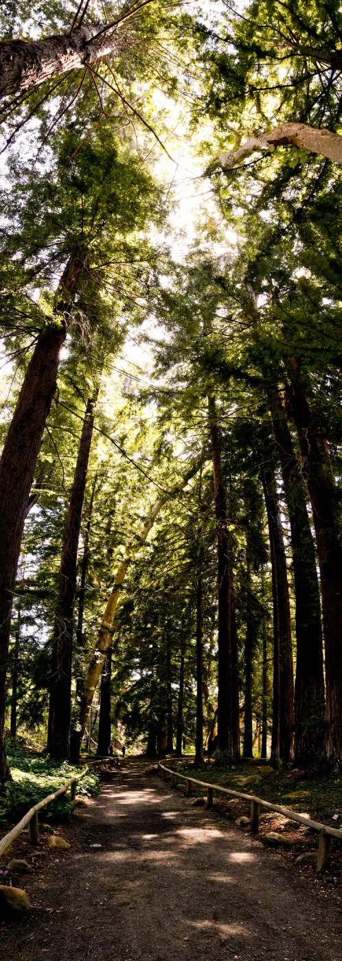 Redwood Section, tall panorama, SBBG Photo Contest 2012
