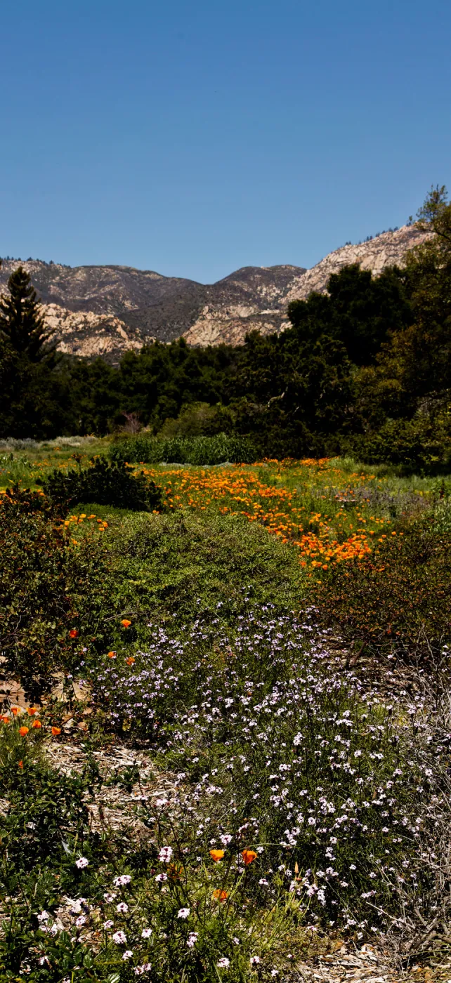 Meadow panorama, tall, SBBG Photo Contest 2012