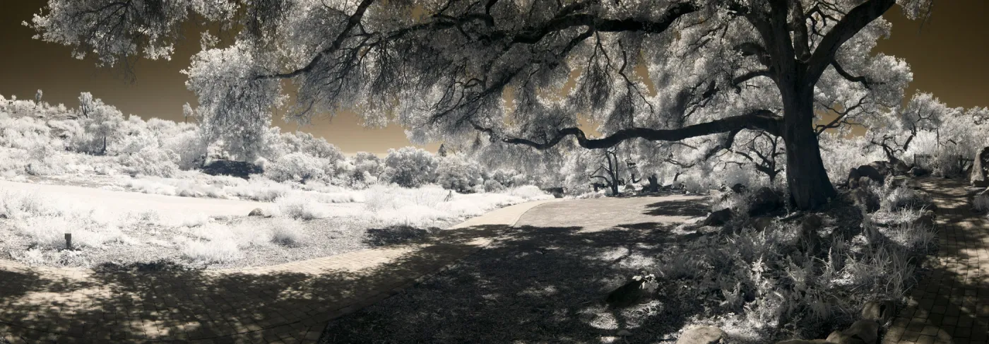 Meadow panorama, infrared, SBBG Photo Contest 2012