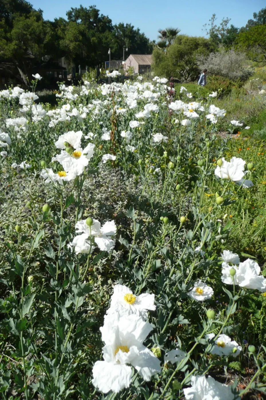Matilija poppies in the lower Meadow, Ground Cover Display, SBBG Photo Contest 2012