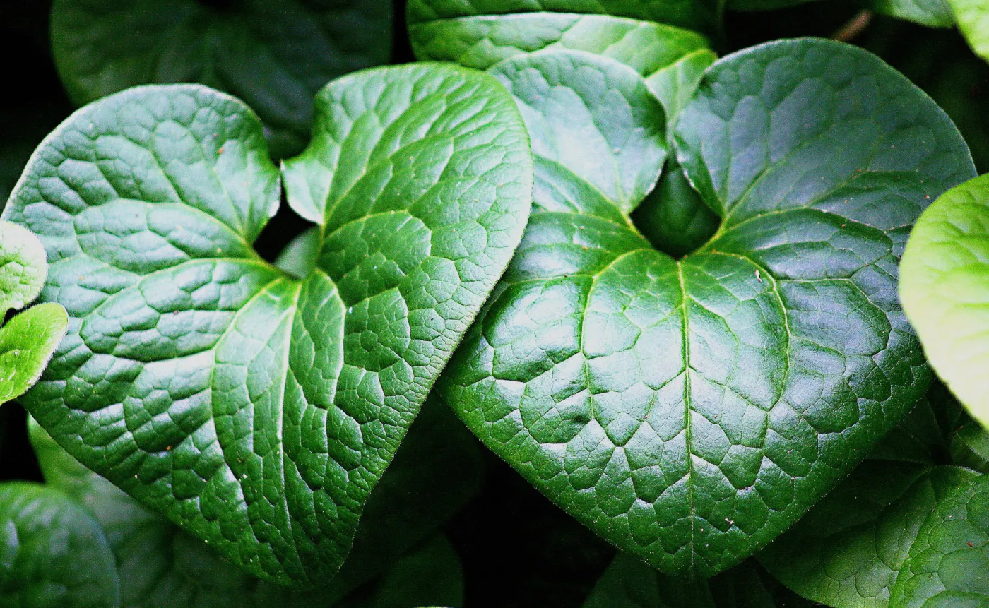 Asarum leaves, SBBG Photo Contest