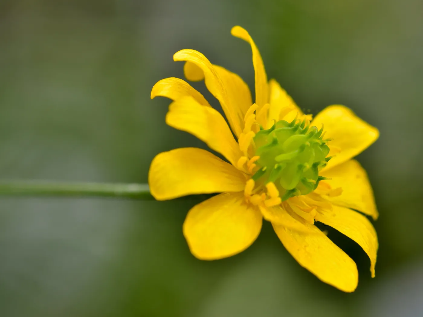 Buttercup, ranunculus flower, SBBG Photo Contest 2012