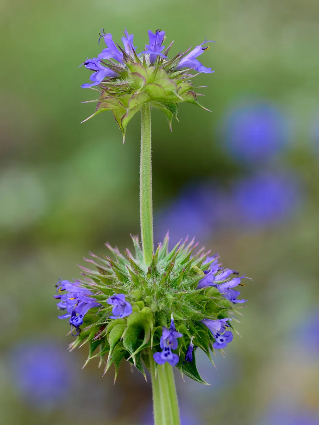 Chia, Salvia columbariae. SBBG Photo Contest 2012