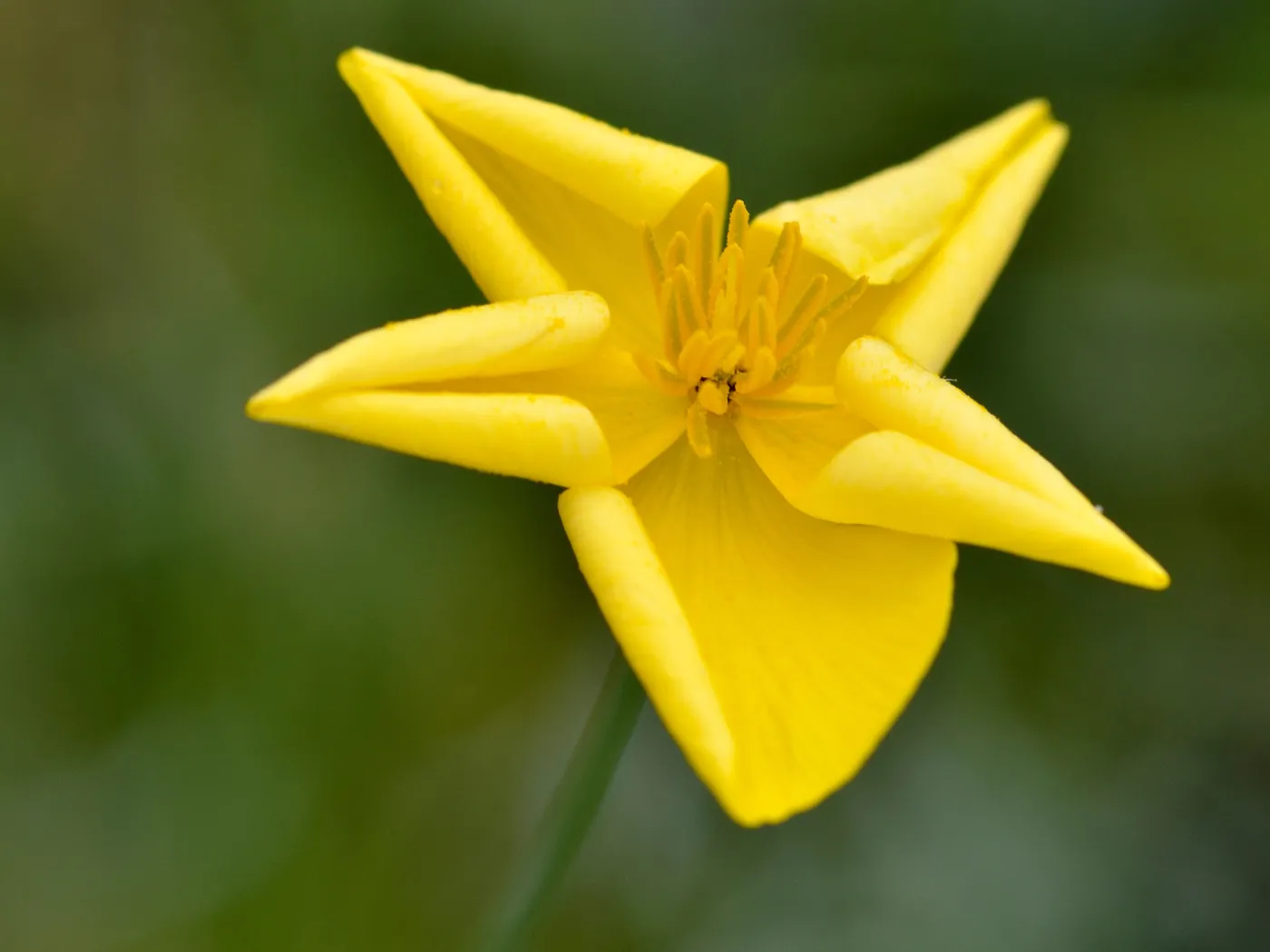 Dendromecon flower, SBBG Photo Contest 2012