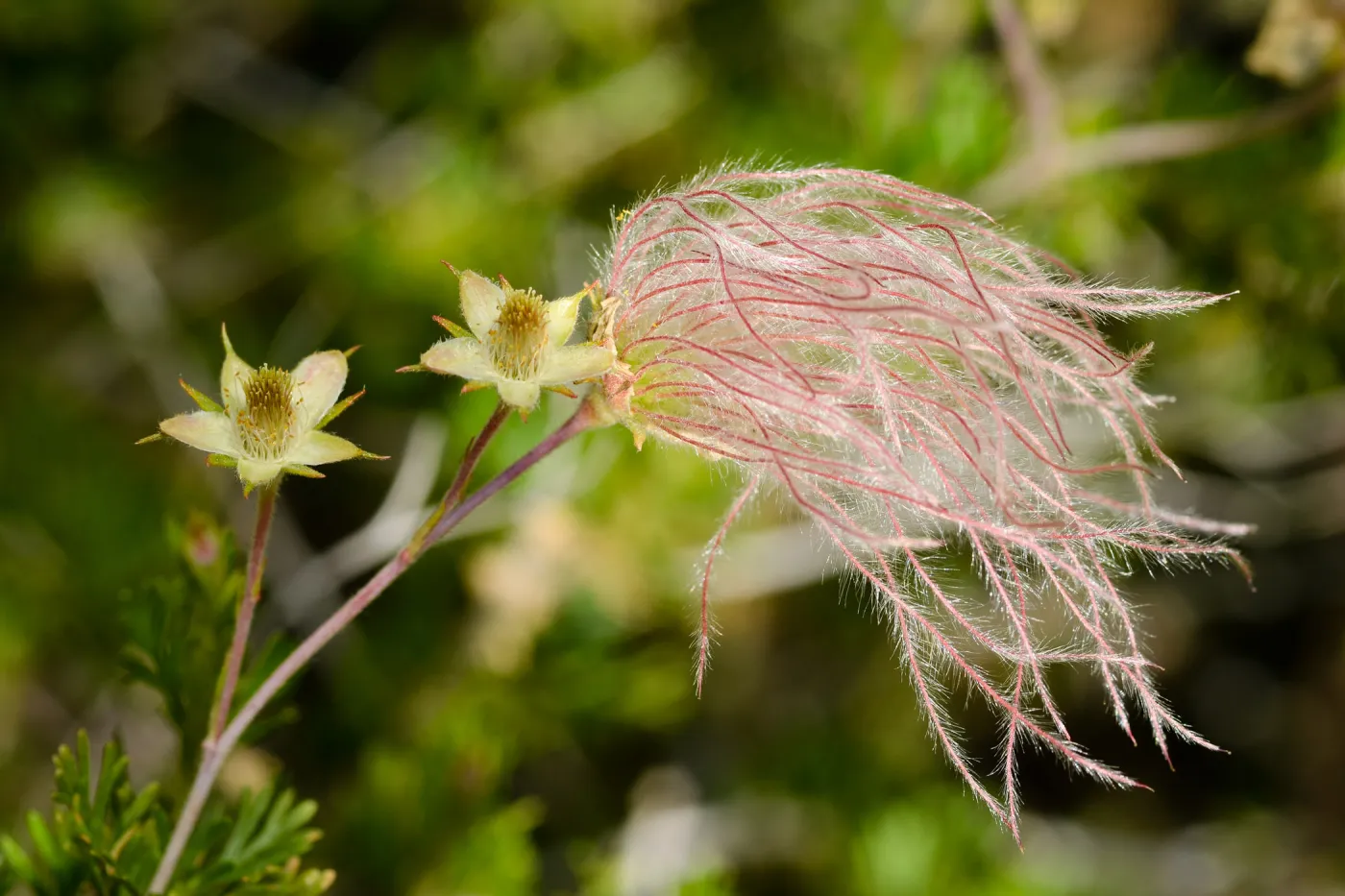 SBBG Photo Contest 2012. Fallugia paradoxa, Apache Plume