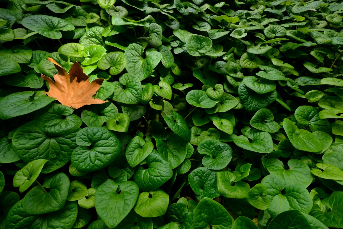 Wild Ginger, first place winner, Garden Postcard category, SBBG Photo Contest 2012
