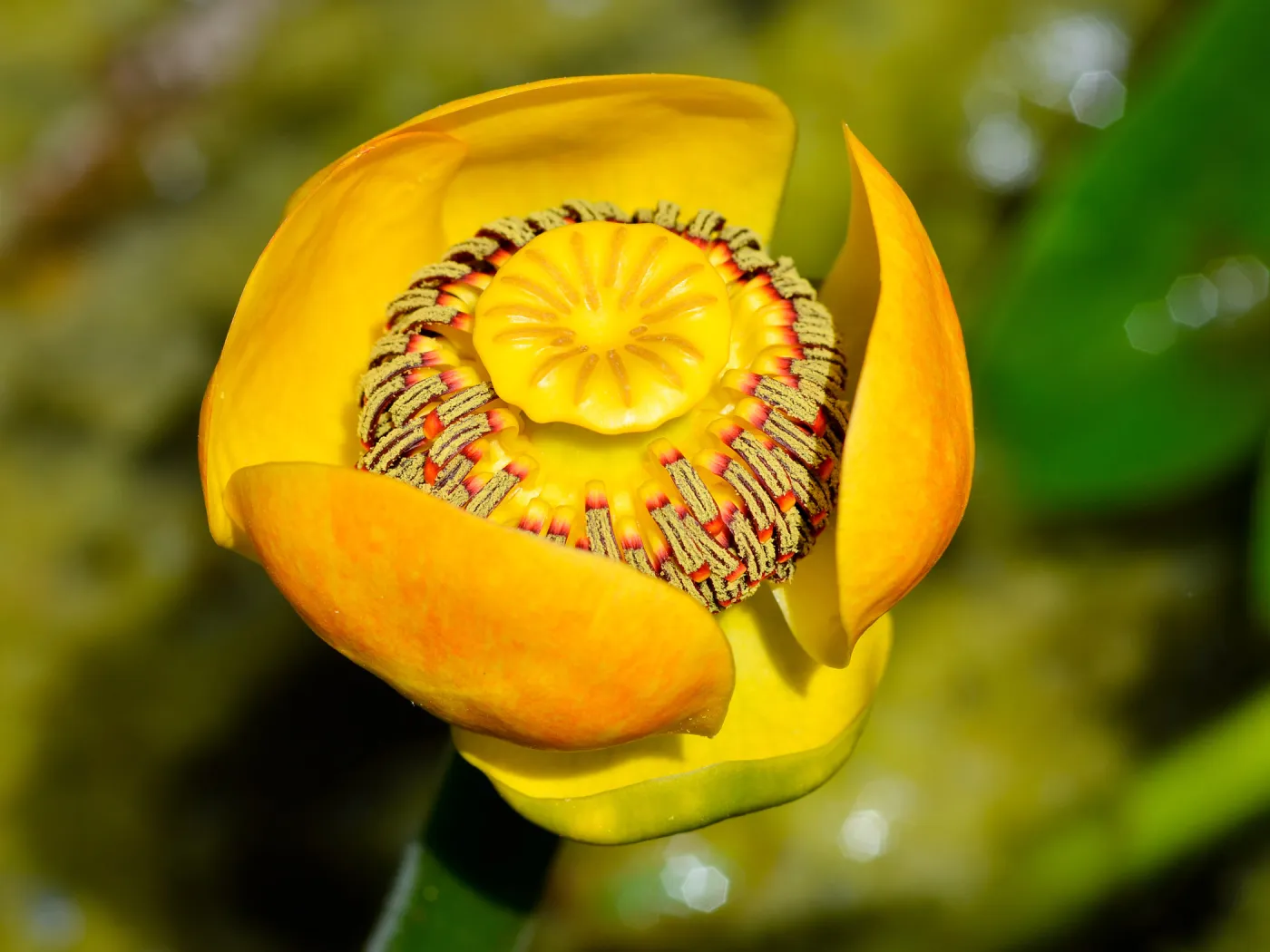 Nuphar, SBBG Photo Contest 2012