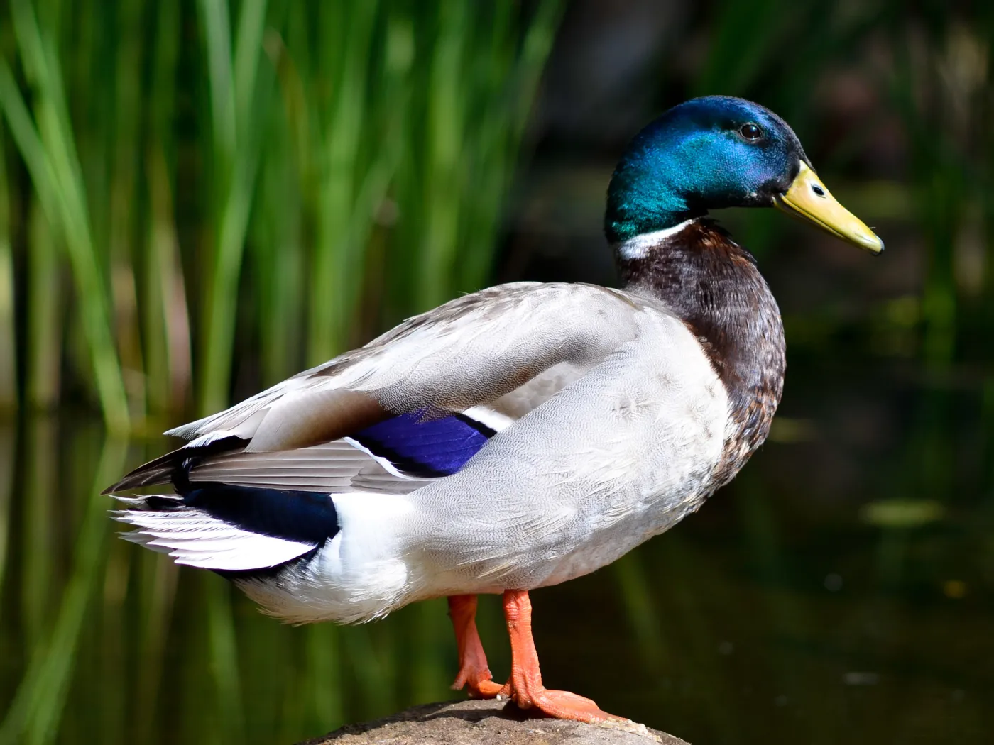 Mallard duck, SBBG Meadow Pond, SBBG Photo Contest 2012