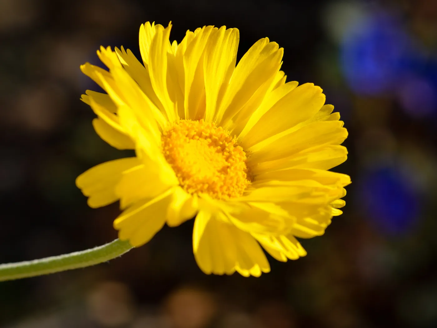 Baileya. SBBG Photo Contest 2012