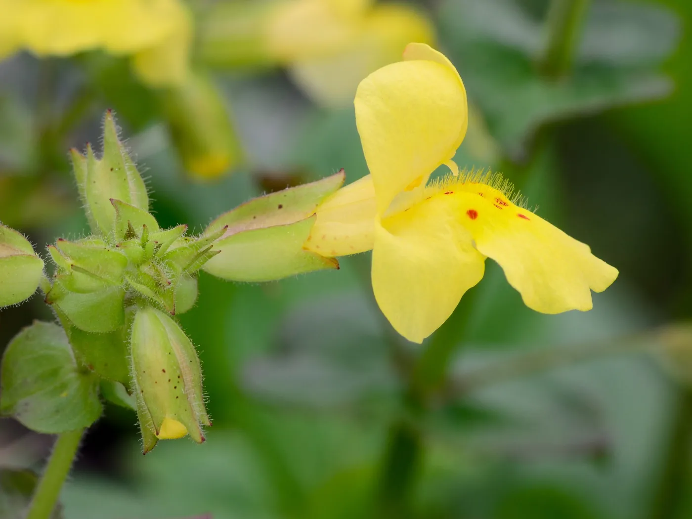 monkeyflower, Mimulus, SBBG Photo Contest 2012