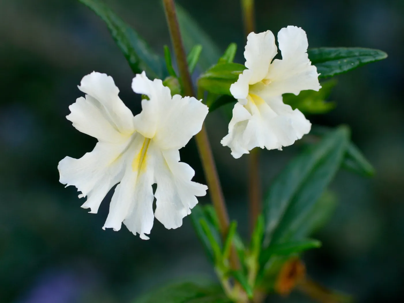 monkeyflower, Mimulus, SBBG Photo Contest 2012