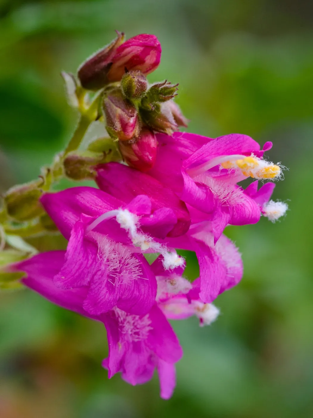 SBBG Photo Contest 2012. Penstemon