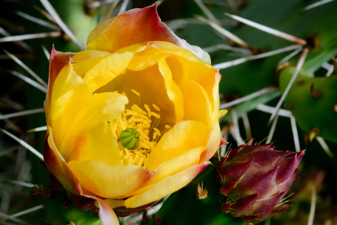 Opuntia (Prickly-pear). cactus flower, SBBG Photo Contest 2012