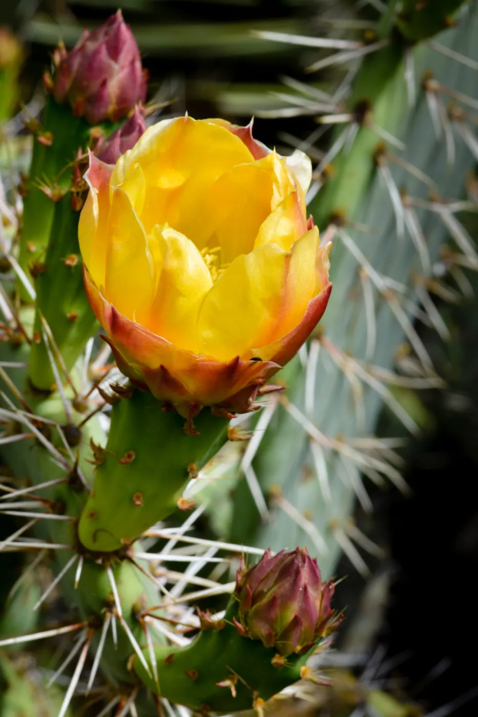 Opuntia (Prickly-pear) cactus flower, SBBG Photo Contest 2012