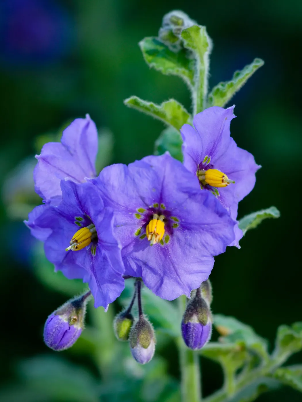 Solanum xanti, SBBG Photo Contest 2012