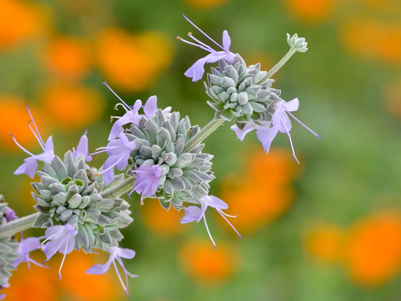Salvia leucophylla (Purple Sage), SBBG Photo Contest 2012