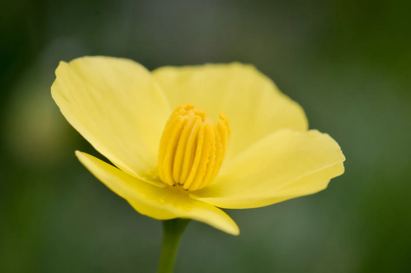 Dendromecon, SBBG Photo Contest 2012