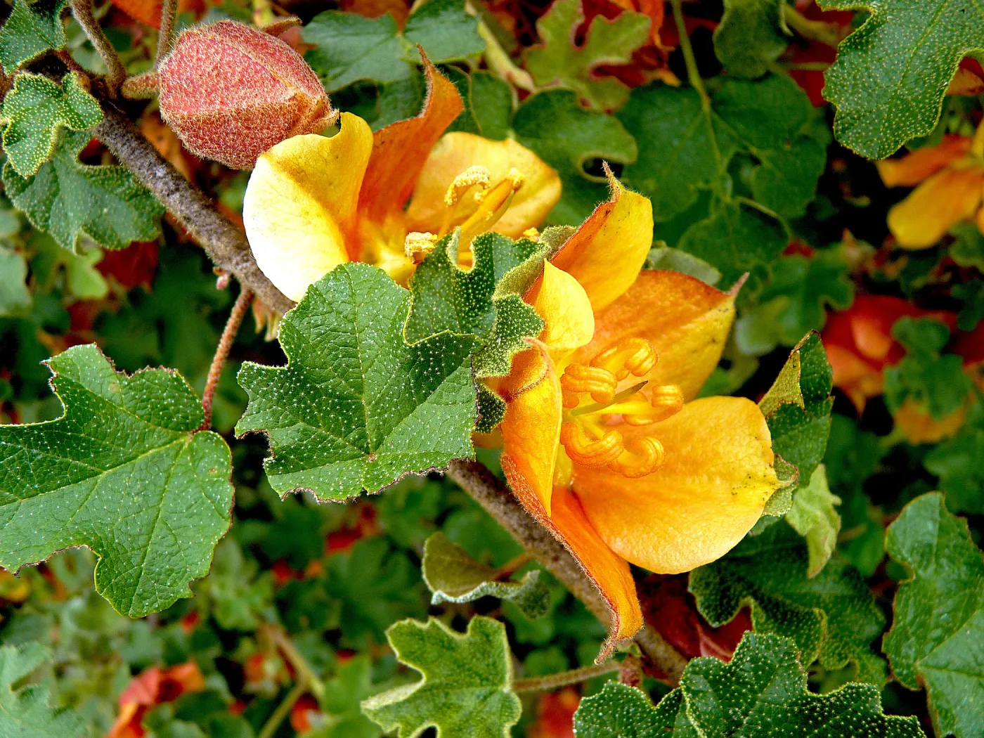 Fremontodendron, SBBG Photo Contest 2012