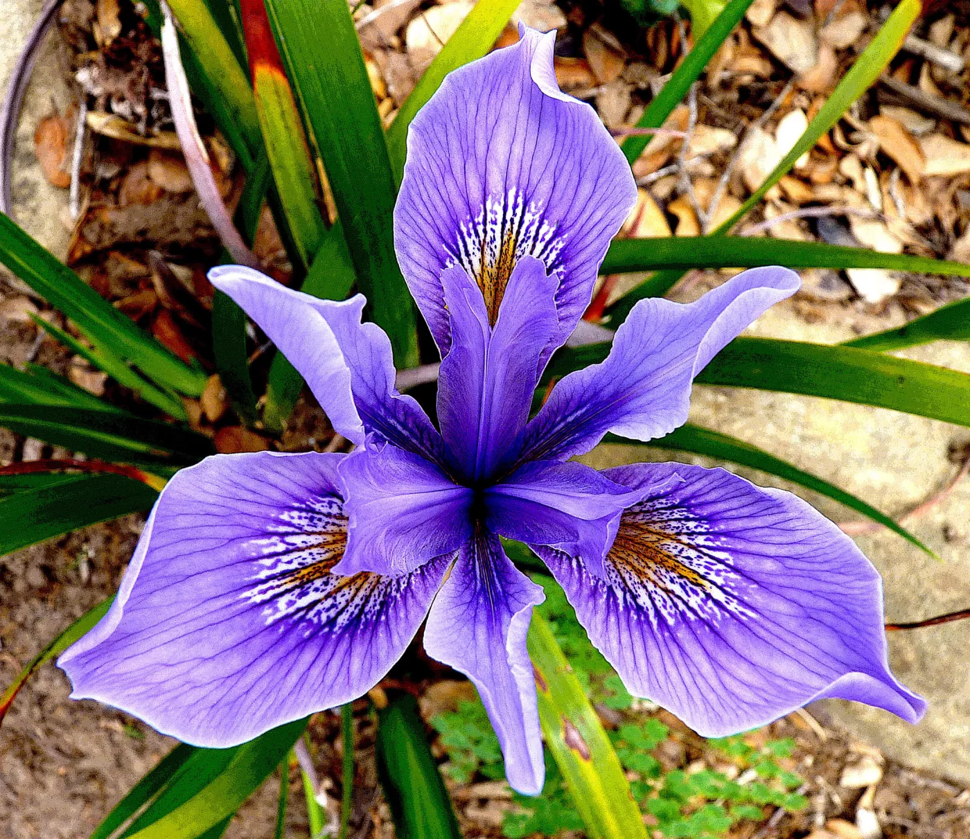 Iris, SBBG Photo Contest 2012