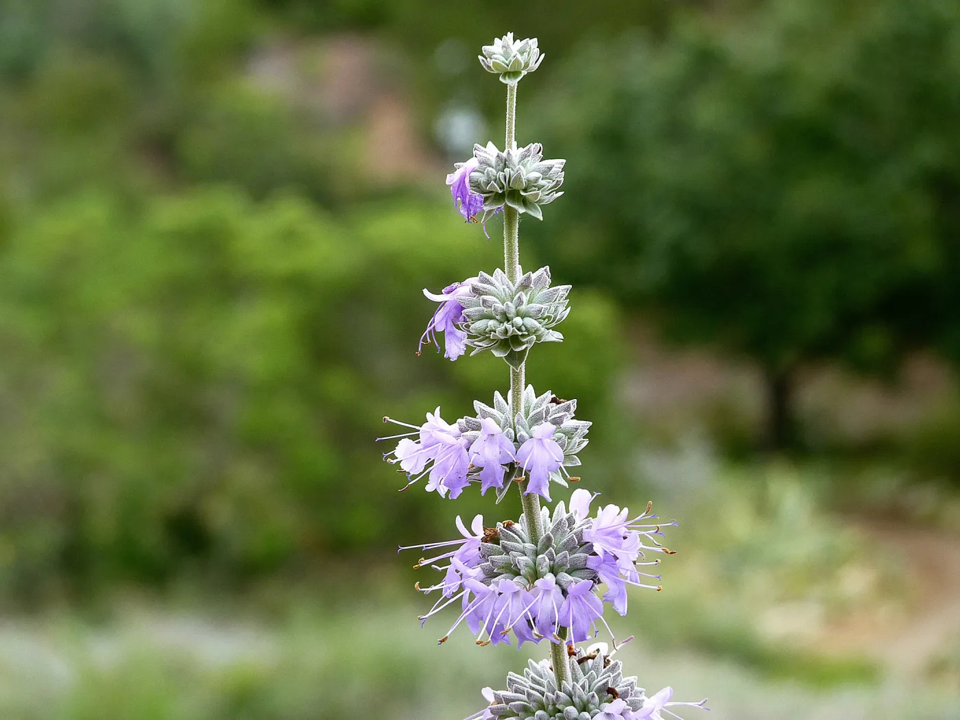 Salvia, SBBG Photo Contest 2012 Sage