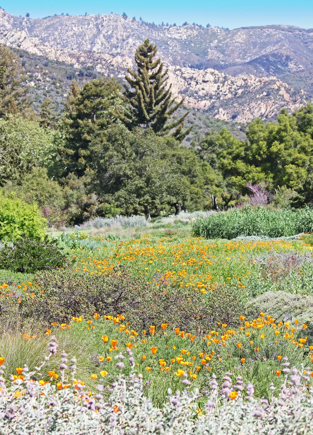 Meadow with mountain view, SBBG Photo Contest 2012