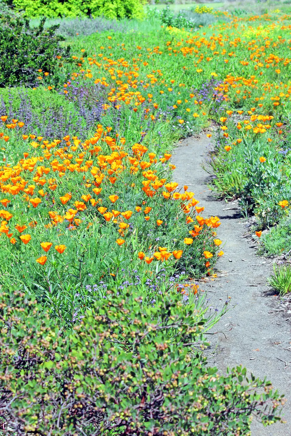 Groundcover Display, SBBG Photo Contest 2012