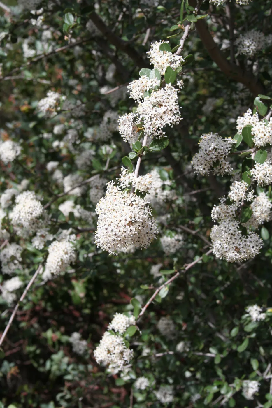 Ceanothus megacarpus at SBBG