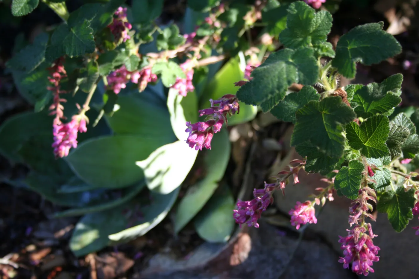 Ribes (Currant, Gooseberry )