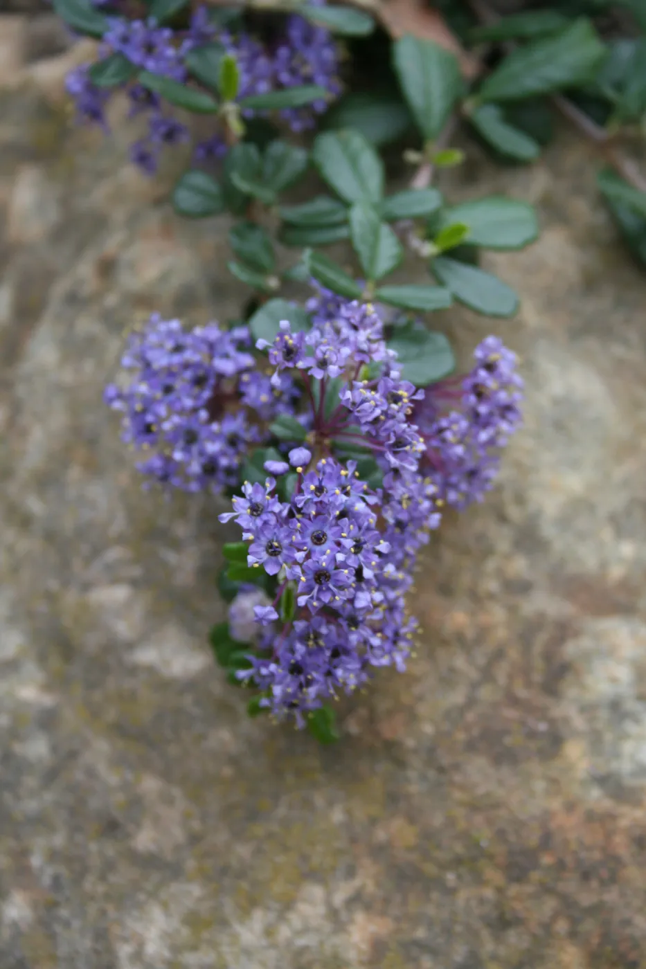 Ceanothus maritimus at SBBG