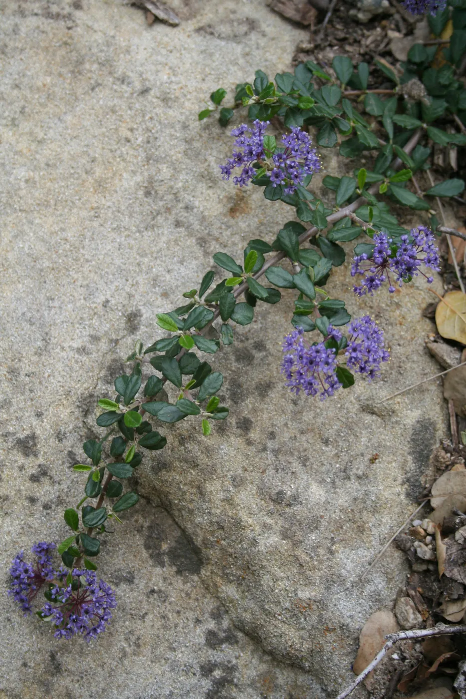 Ceanothus maritimus at SBBG