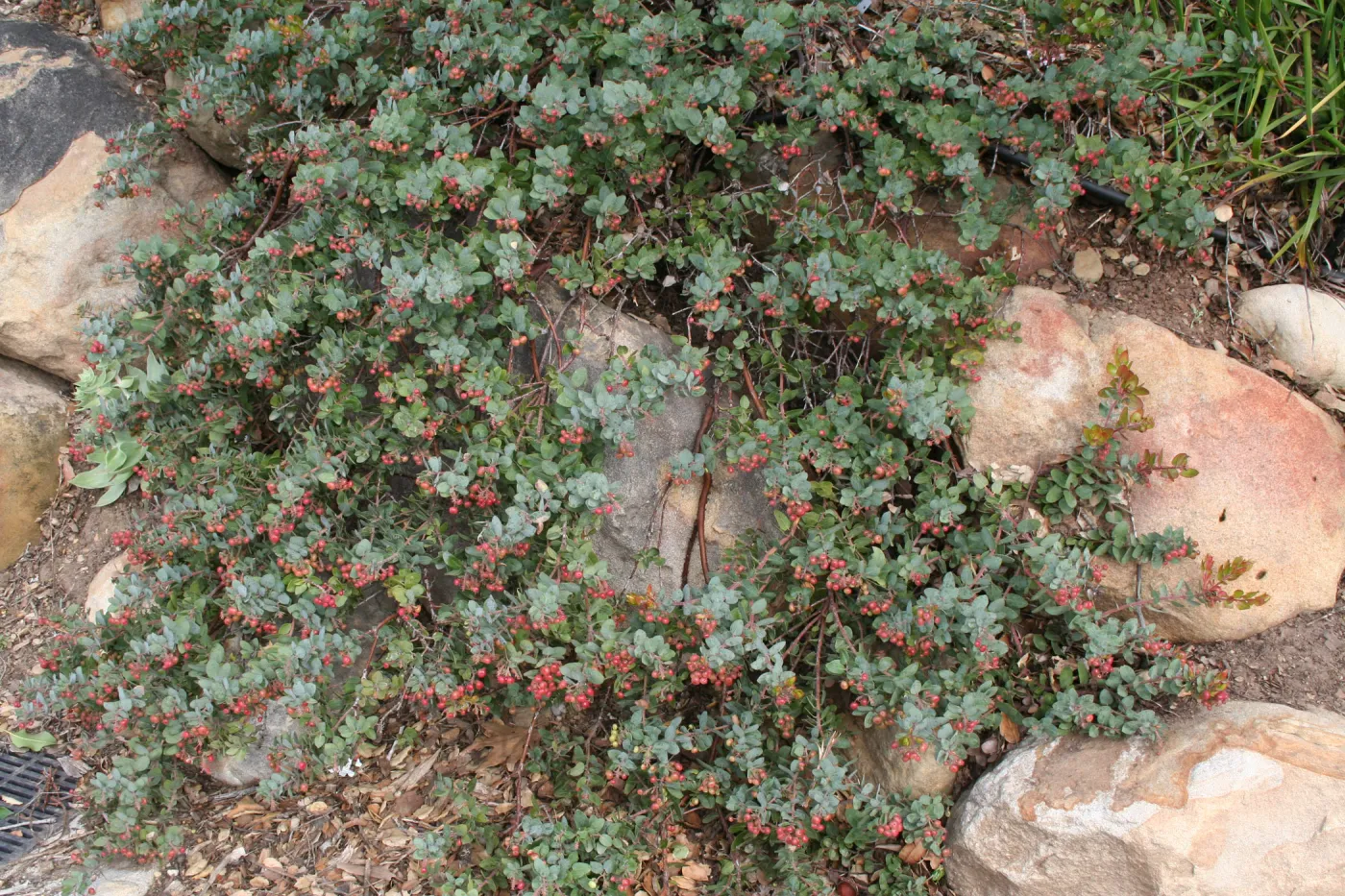 Arctostaphylos Arroyo Cascade at SBBG