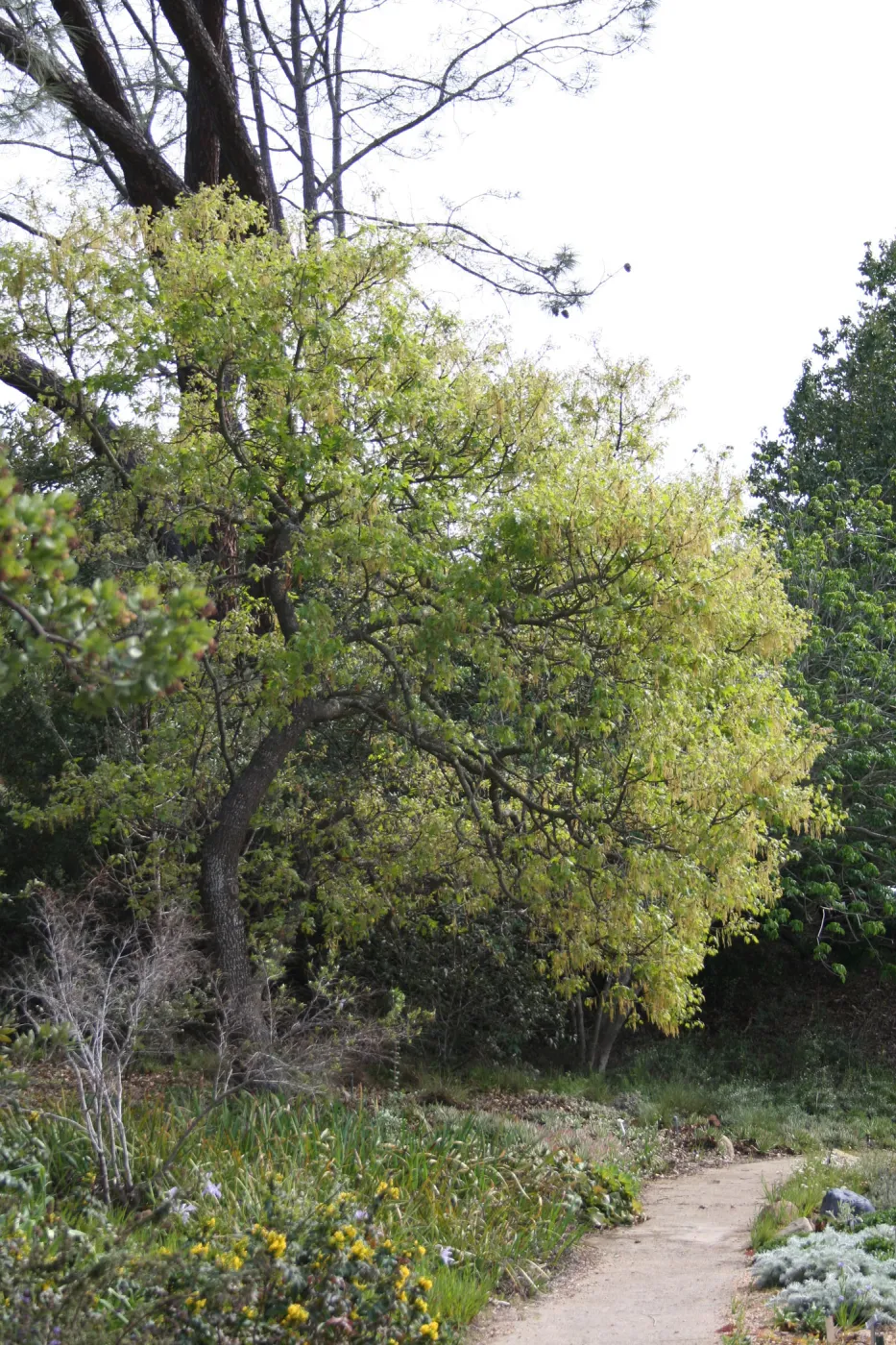 Quercus kelloggii in flower on east edge of Meadow