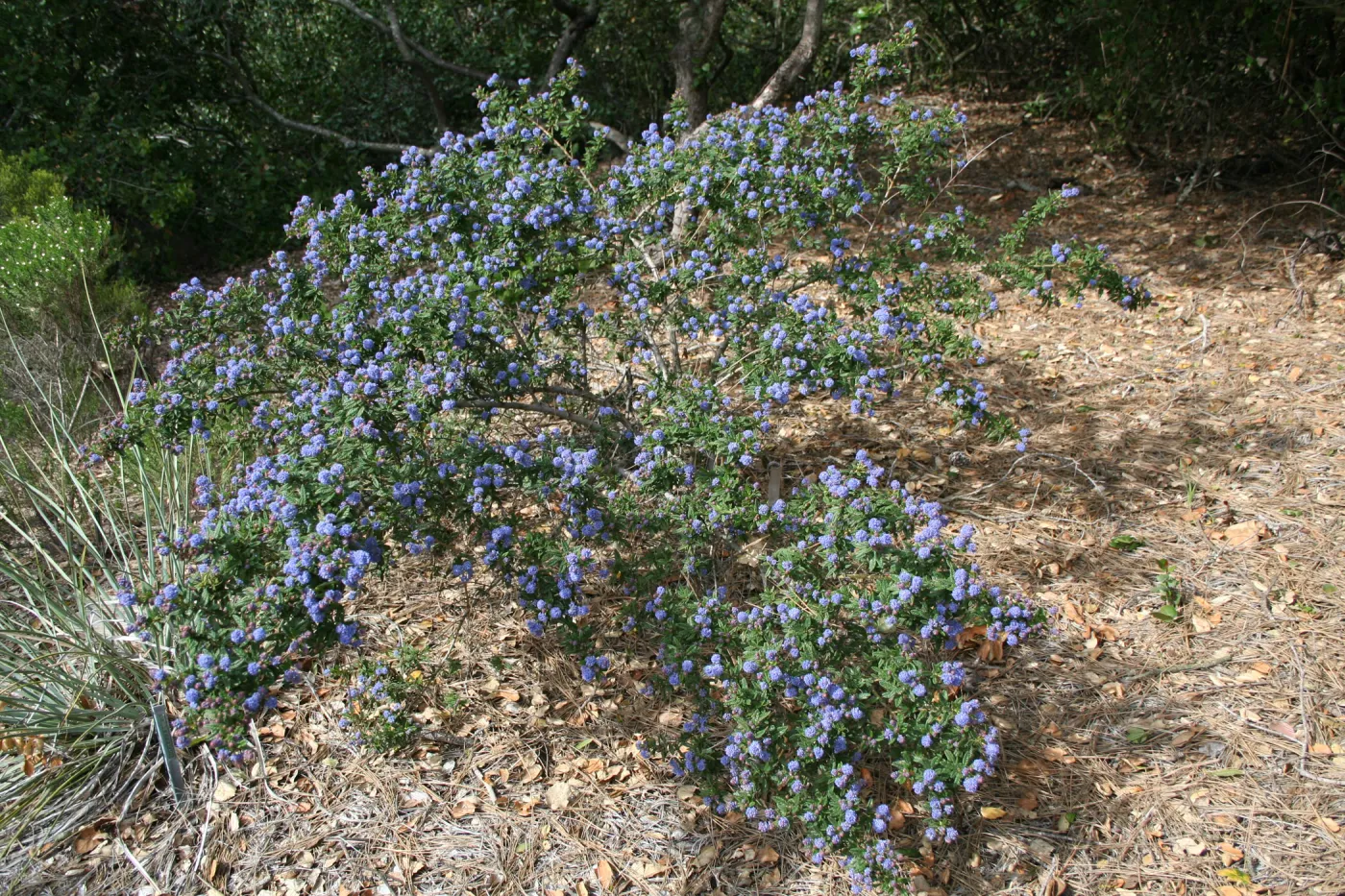Ceanothus (California Lilac) at SBBG