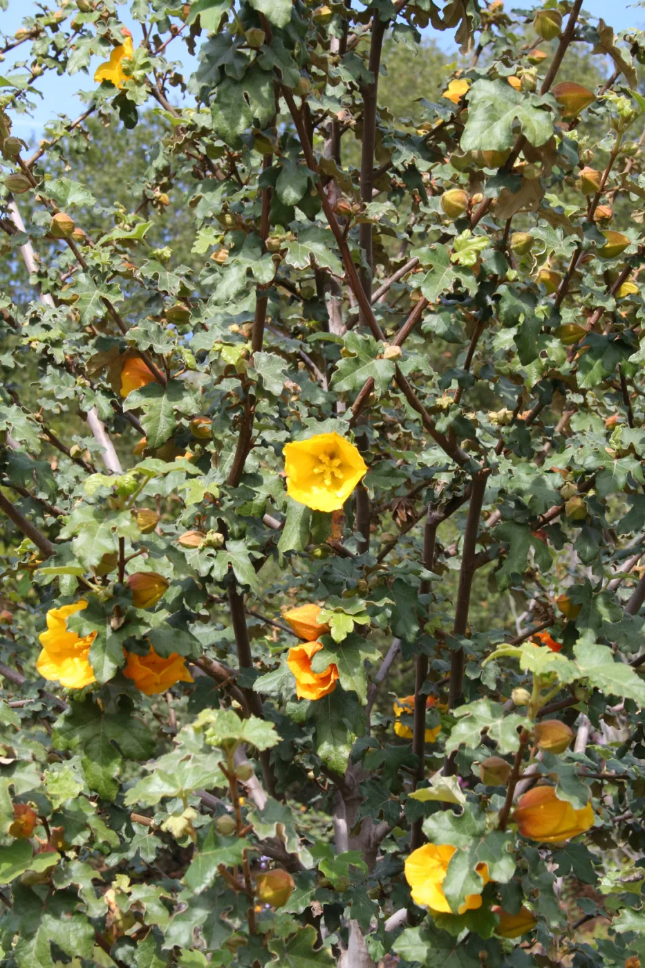 Fremontodendron 