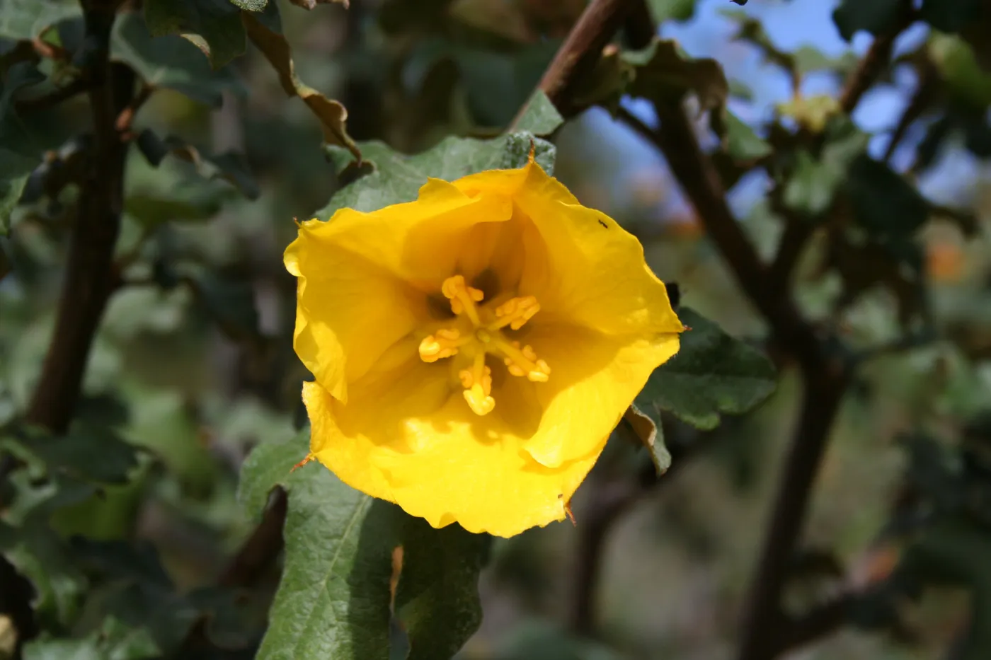 Fremontodendron 