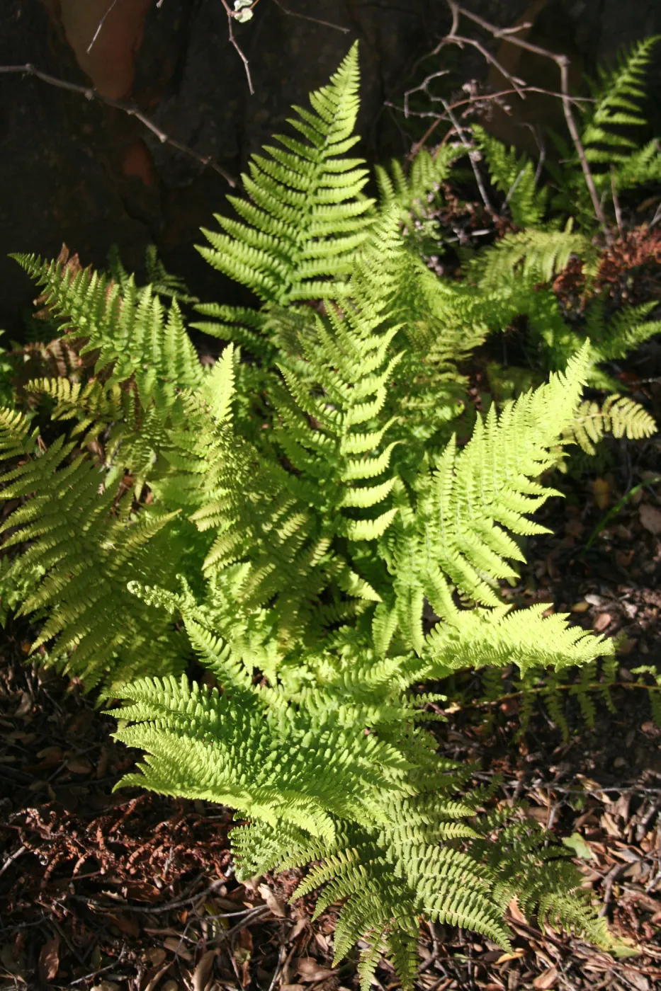 Bracken Fern, Pteridium aquilinum