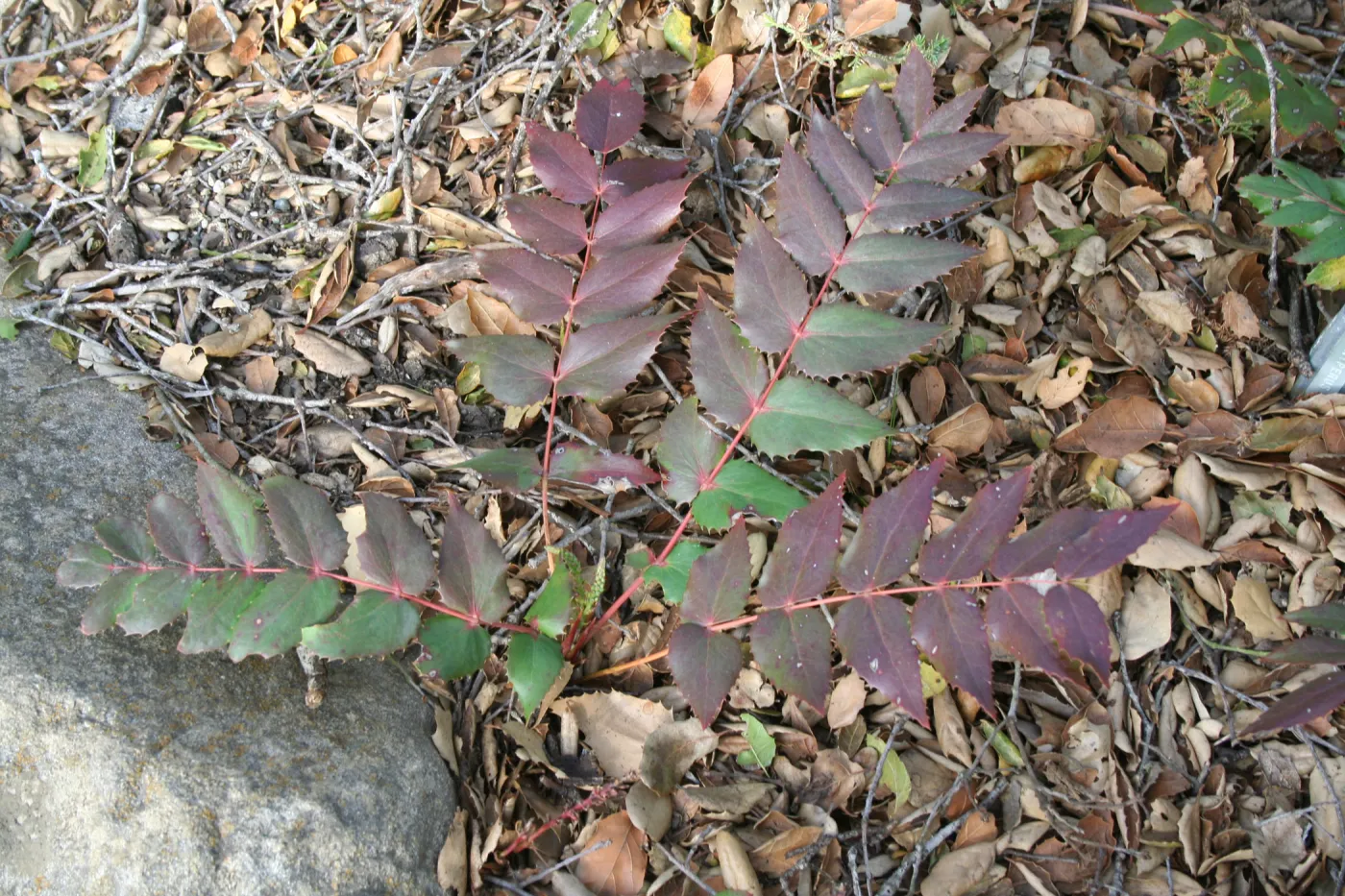 Berberis