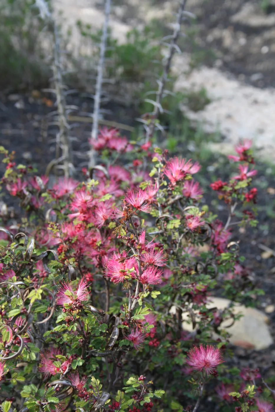 Fairy duster - Calliandra eriophylla - in the Desert Section