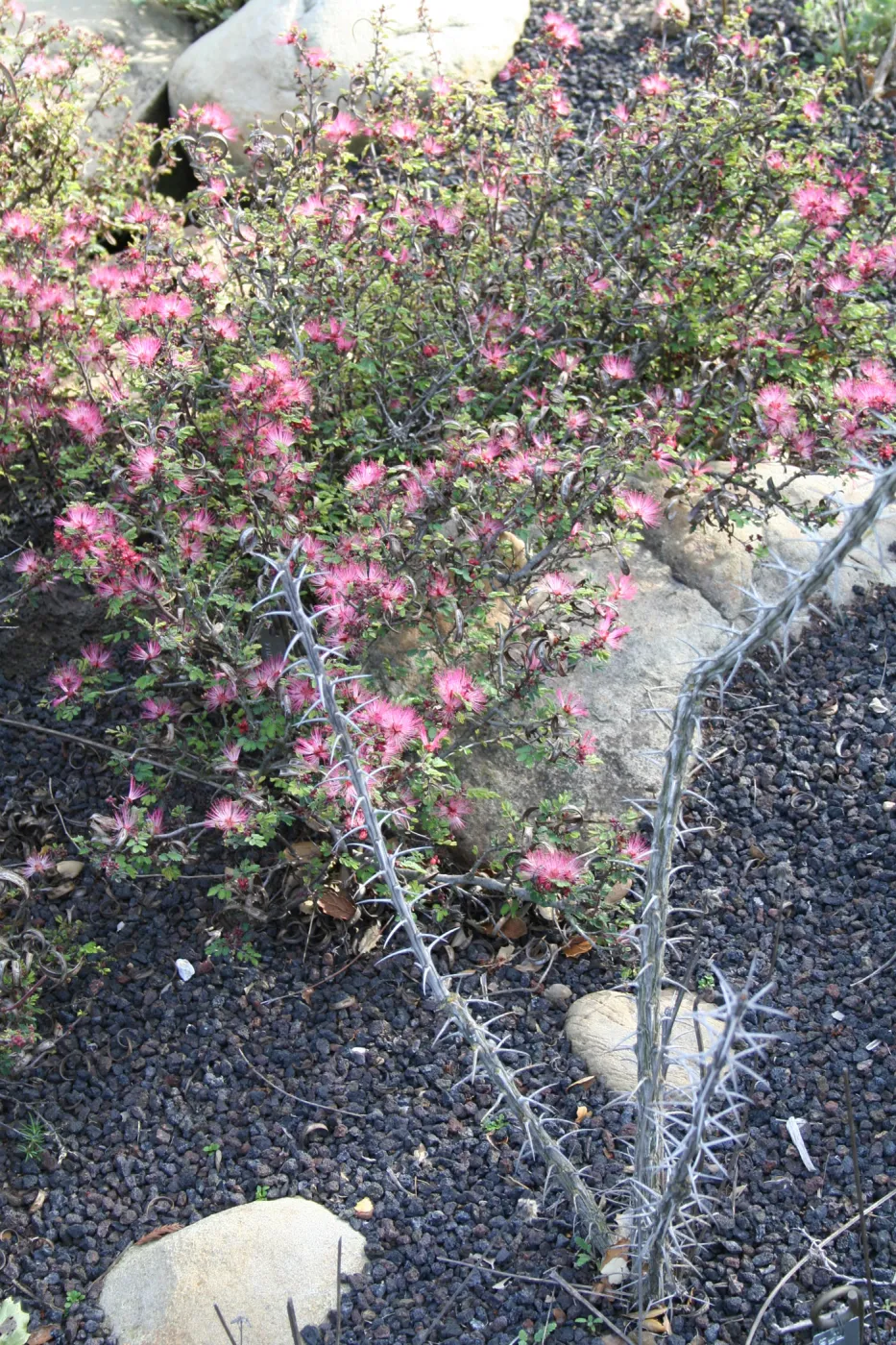 Fairy duster - Calliandra eriophylla - in the Desert Section