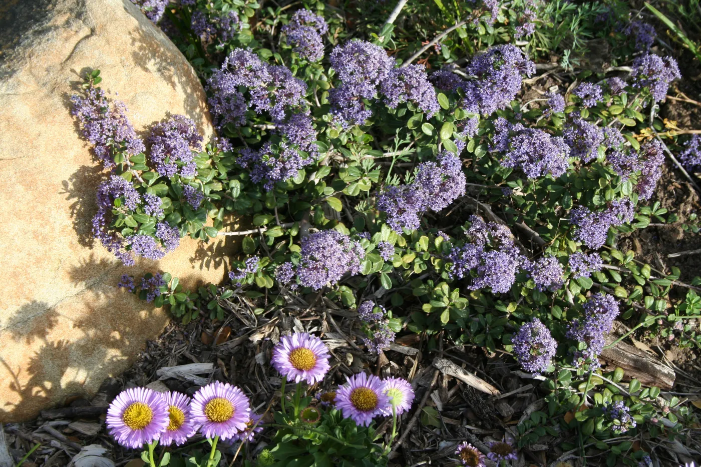 Erigeron glaucus, Ceanothus maritimus in Ground Cover Display
