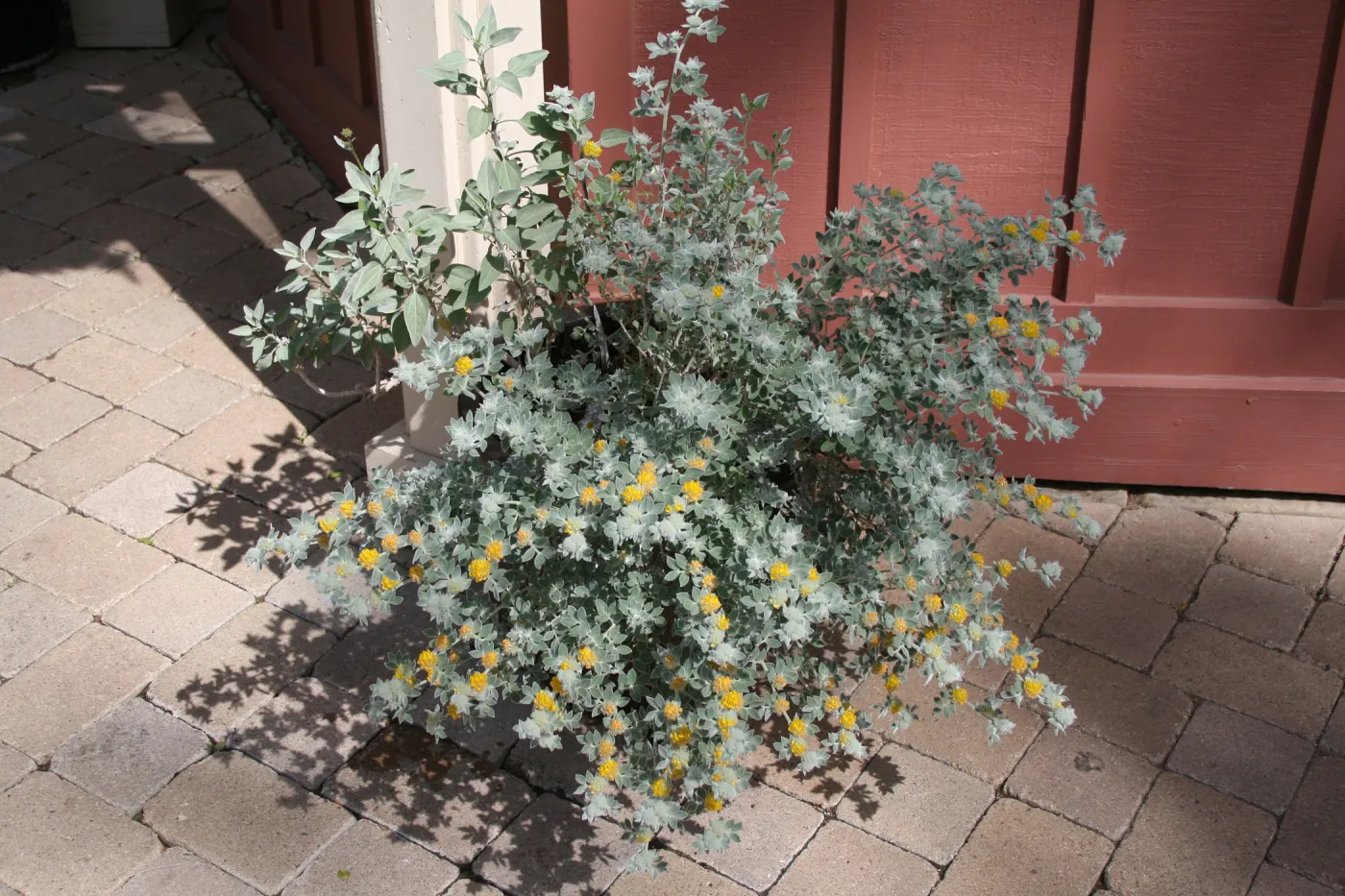 Lotus argophyllus niveus in pot at entrance kiosk