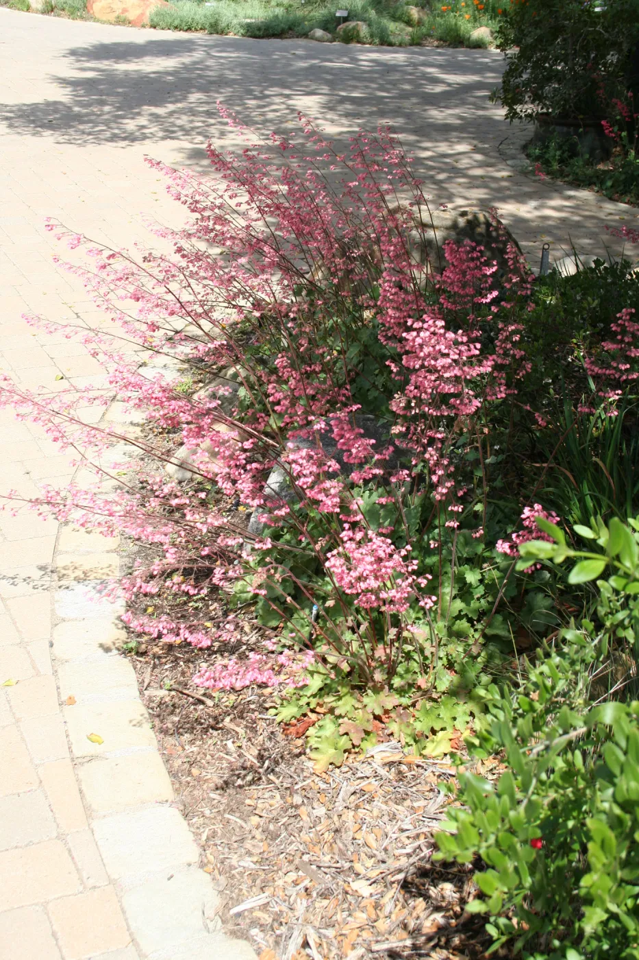Heuchera 'Wendy' at entrance