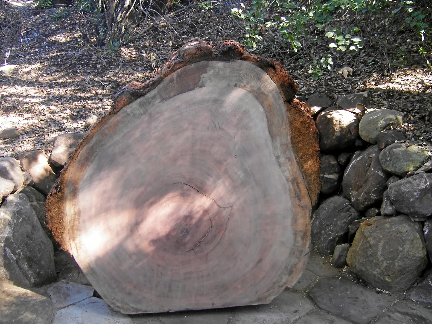 Giant Sequoia, Sequoiadendron gigantea, Redwood Round, in Arroyo Section