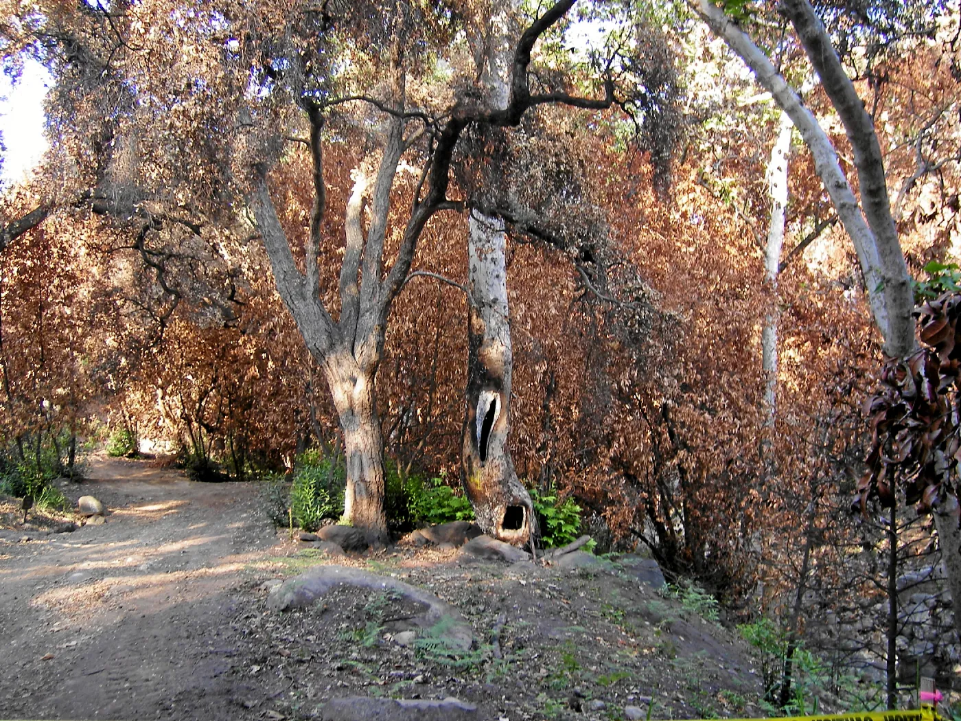 Fire damage in the Canyon