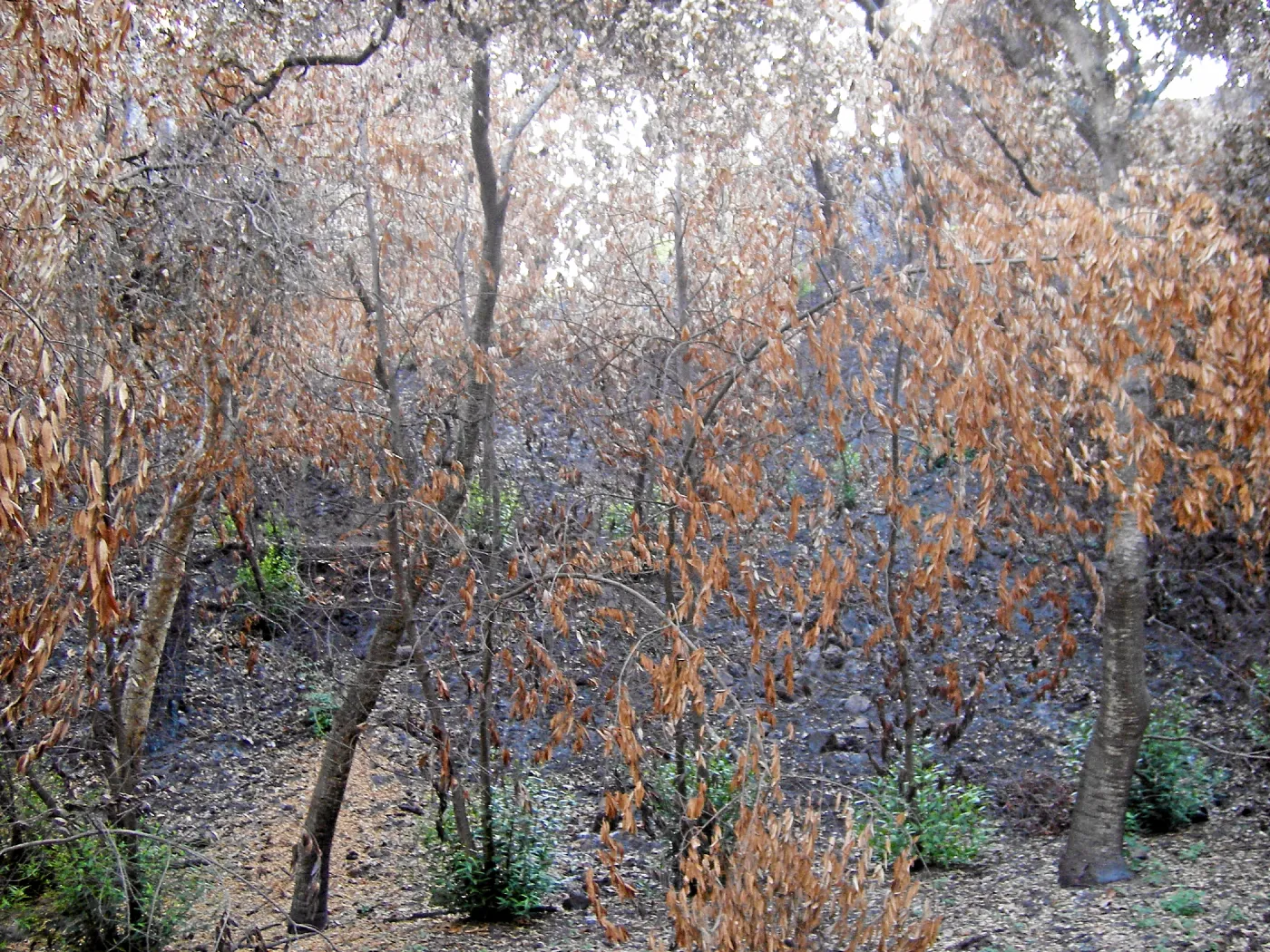 Fire damage in the Canyon