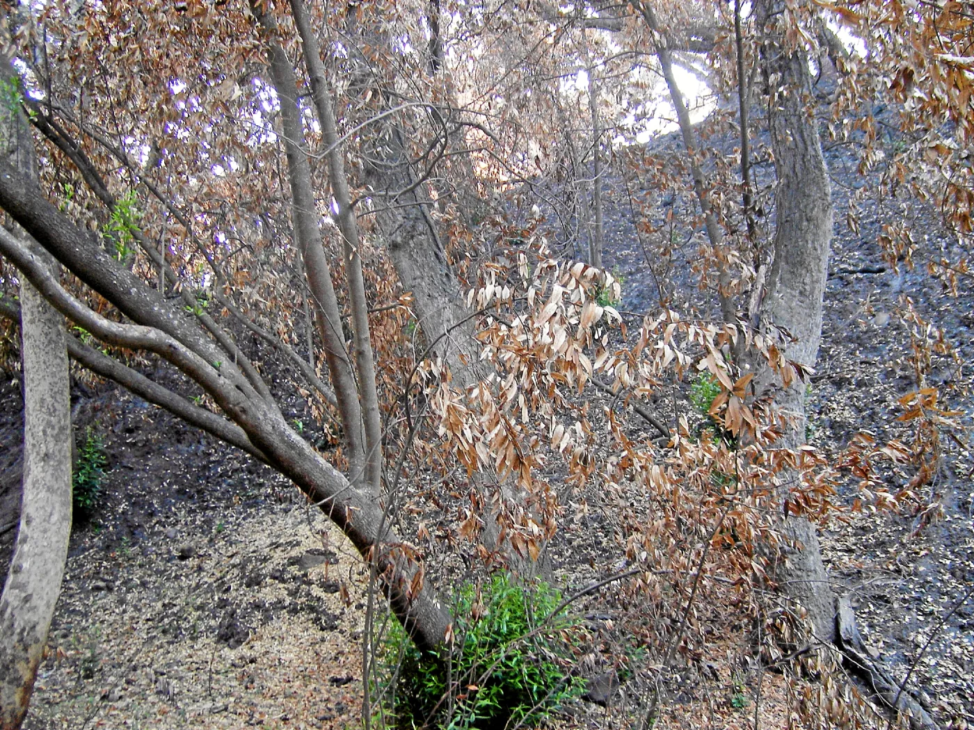 Fire damage in the Canyon. Stump sprouts
