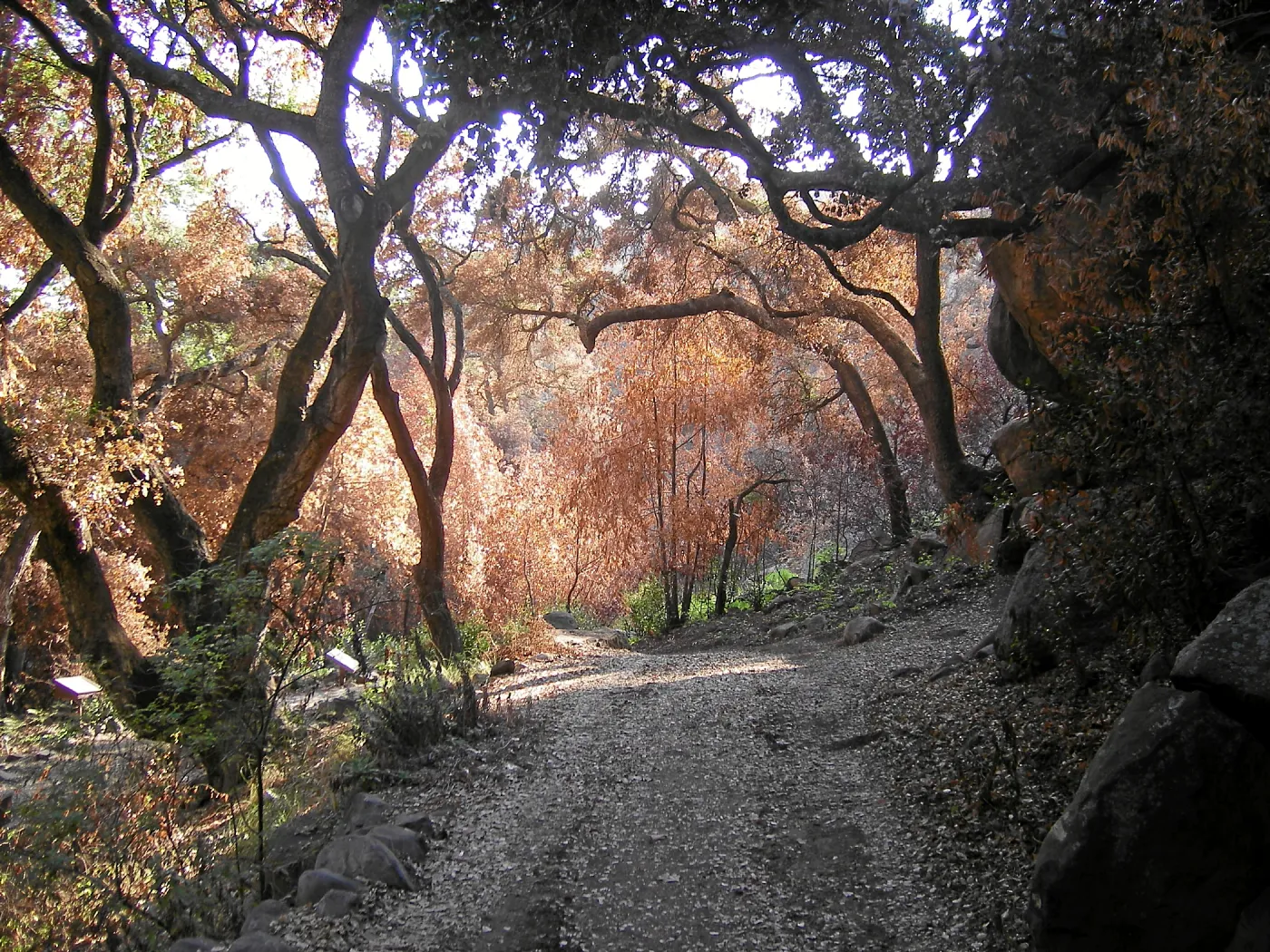 Fire damage in the Canyon. Stump sprouts