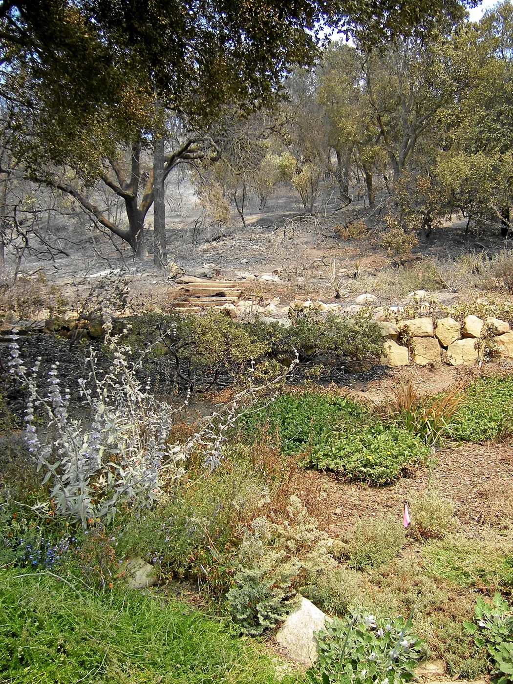 Jesusita Fire damage, Meadow View