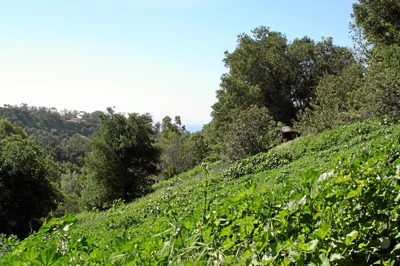 Porter Trail,East slope, south