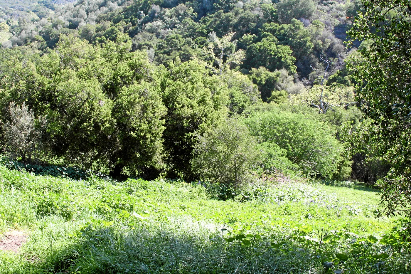 Porter Trail, North and east slope